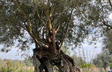 Quinta da Tapada de São Pedro - Foto 29