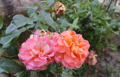 Stilvolles Landhaus mit Flair - Foto 53