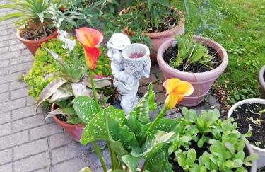 Ferienwohnung Borchert - Foto 71