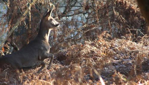 Deer Lodge - Photo 5