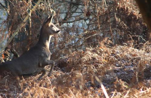 Deer Lodge - Photo 5