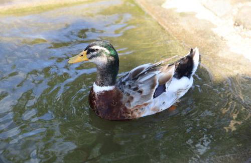 Apartamentos Rurais - Casas do Lagar - Foto 7