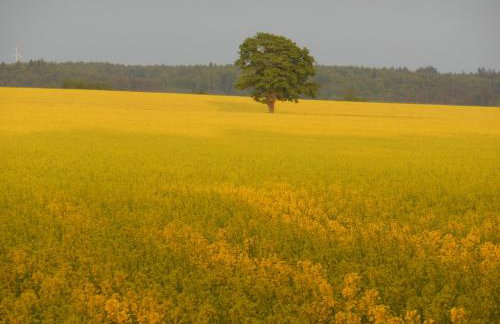 Stilove Wydmy - Foto 25