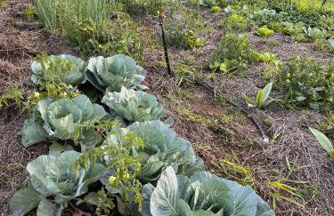 Casinha em Membeca - Foto 16