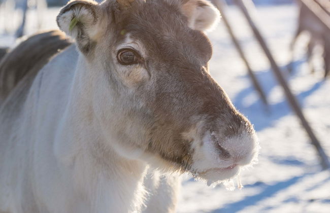 Balade en traîneau tiré par des rennes - Photo 1
