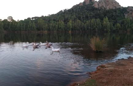 Villa Luigi a Poggio dei Pini, alloggio con giardino e posto auto - Foto 2