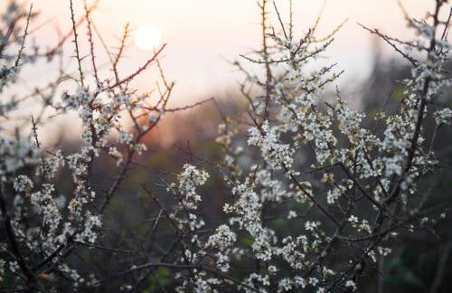 Timber Hill Self Catering Cedar Lodges - Foto 71