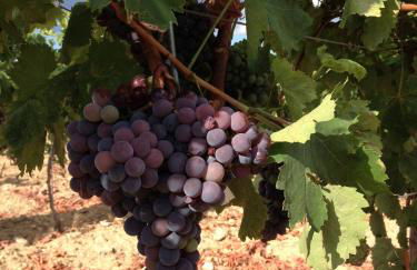 Agriturismo biologico 'A Lanterna - Foto 69