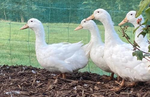 2 Bed in Bude oc-00952 - Foto 23