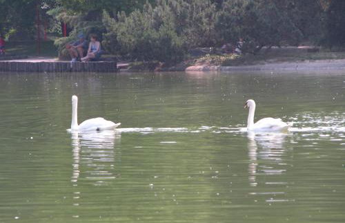 Al Lago dei Cigni - Foto 28