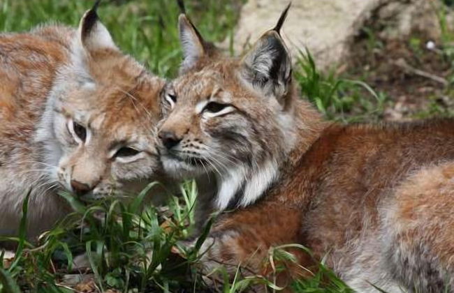 Ferienwohnung Stricker Bad Sachsa - Foto 43