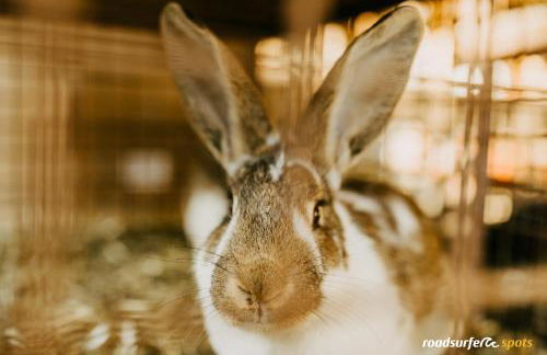 Die Römer - Foto 20