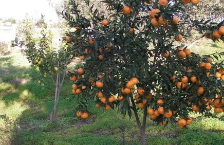 Holiday home Monte das Azinheiras - Foto 43