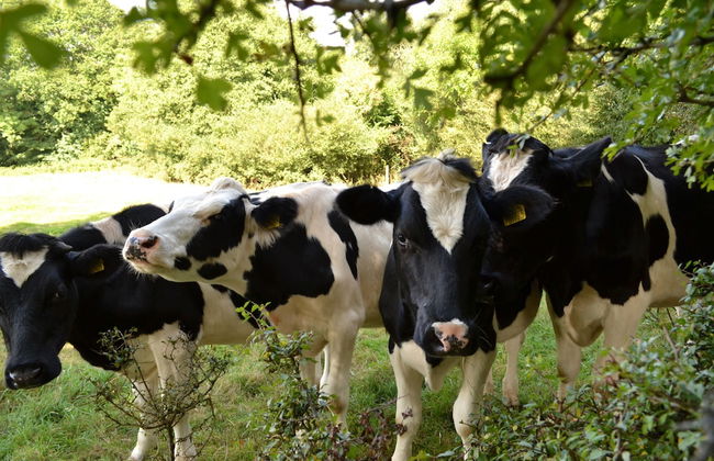 Hillcroft Self Catering - Foto 25