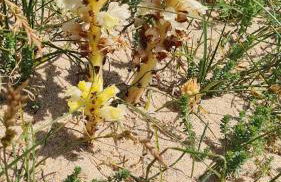 CHARMANT T2 Avec LOGGIA VUE MER - Foto 24