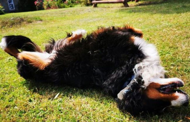 Holiday Home in the Countryside, Dzierzecin - Photo 7