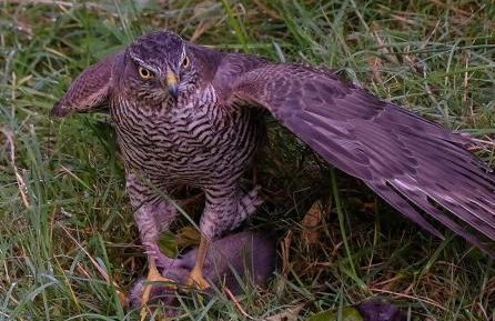 Rest At Last - Highland Apartment with Private hot tub - Photo 44