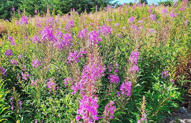 8 Person Holiday Home in Hellesoy-by Traum - Foto 33