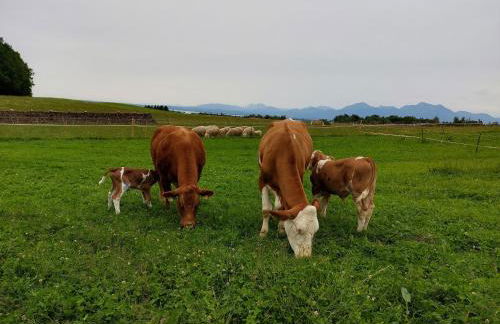 Gästehaus Annemarie - Foto 21