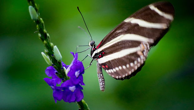 Butterfly Conservatory - Photo 4