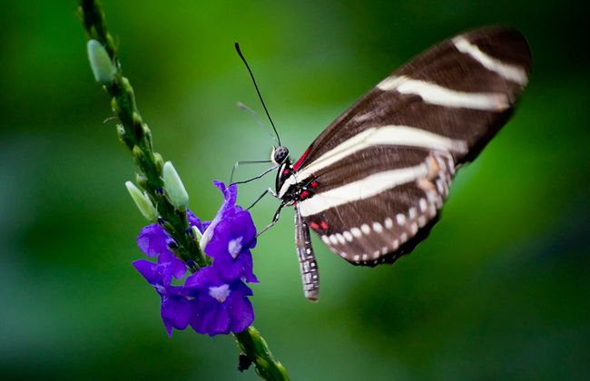 Butterfly Conservatory - Photo 4