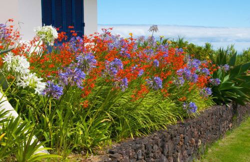 Lobo do Mar - Foto 17