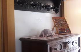 La gazza allegra - Foto 20