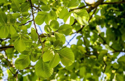 Greenwood 84 - Foto 30