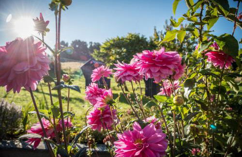 Ferienwohnungen Müller - Foto 48