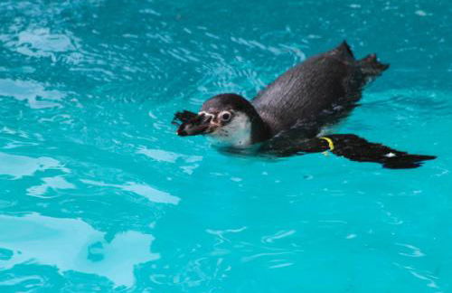 Pine Lodge - Foto 66