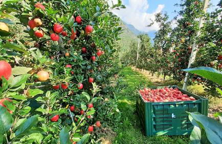 Fröhlichhof Wohnung Pink Lady - Foto 30