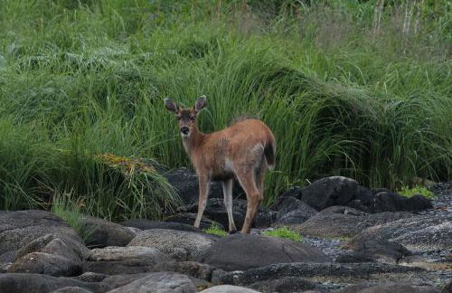 Secluded Waterfront Cottage Rental near Anchorage, Alaska - Foto 21