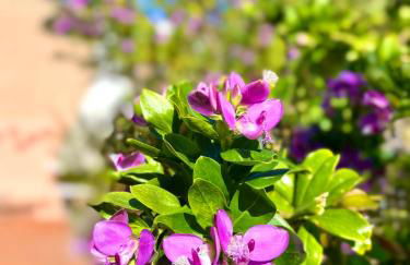 Villa Ginestra - Foto 14