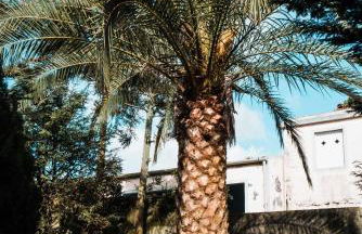 Cordeiro's House - Photo 34