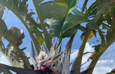 Villa Agua Turquesa - Foto 40