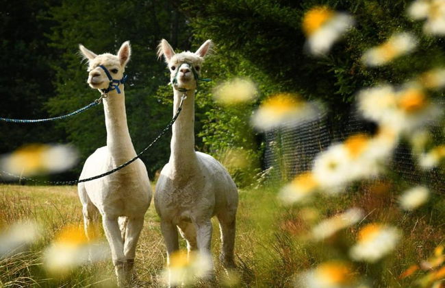 Holiday Home in Lichtenau With Garden Bliss - Foto 39