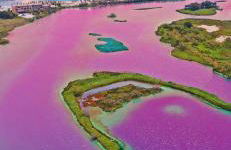 ETOILE DU BERGER Saint Aygulf 3 Villas et 4 appartements jardin individuel et piscine chauffée en saison - la mer et les plages 450 m - Foto 8