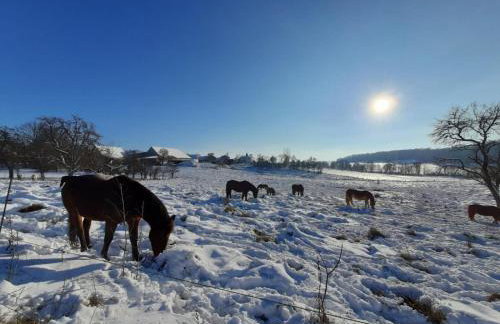 Landurlaub mit neugierigen Blicken in den Pferdestall, eingezäuntem Garten, Kamin und Sauna - Foto 56