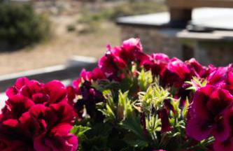 Apartamentos Es Caló - Photo 35