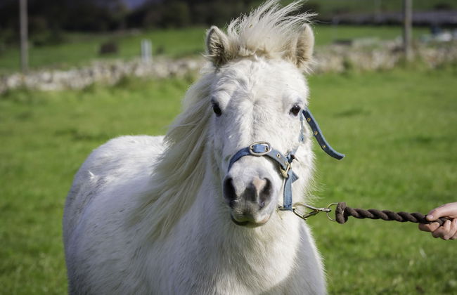 The Cuddly Cow Cosy Barn Studio Campview Farm Stay - Foto 2