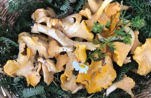 Gîte Tanagra : Maison avec piscine et vue exceptionnelle - Foto 54