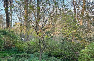 The Forest Door - Studio Suite in Stone Cottage - Foto 23