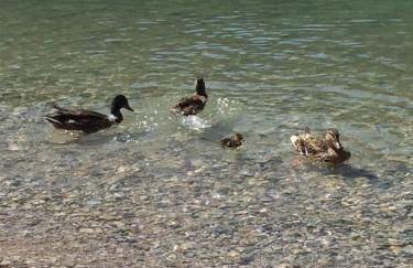 Buddy'S House Lake view Pet friendly whit garage - Foto 52