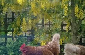 Scorrabrae Orphir Mainland Orkney South Shore Retreat - Photo 22