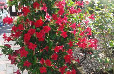 Ferienwohnung Fülbier - Foto 22