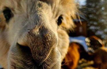 Alpakowy raj - Foto 18