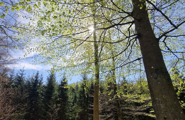 Holiday Home With Swimming Pool - Foto 8