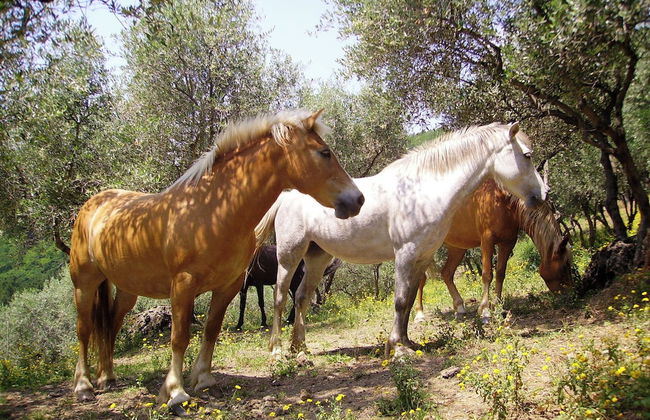 Fattoria Gambaro di Petrognano - Foto 78