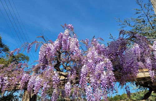 APPARTEMENTS DANS VILLA EN REZ DE JARDIN - Foto 38