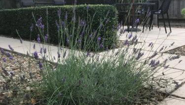 Walnut Corner - Foto 2